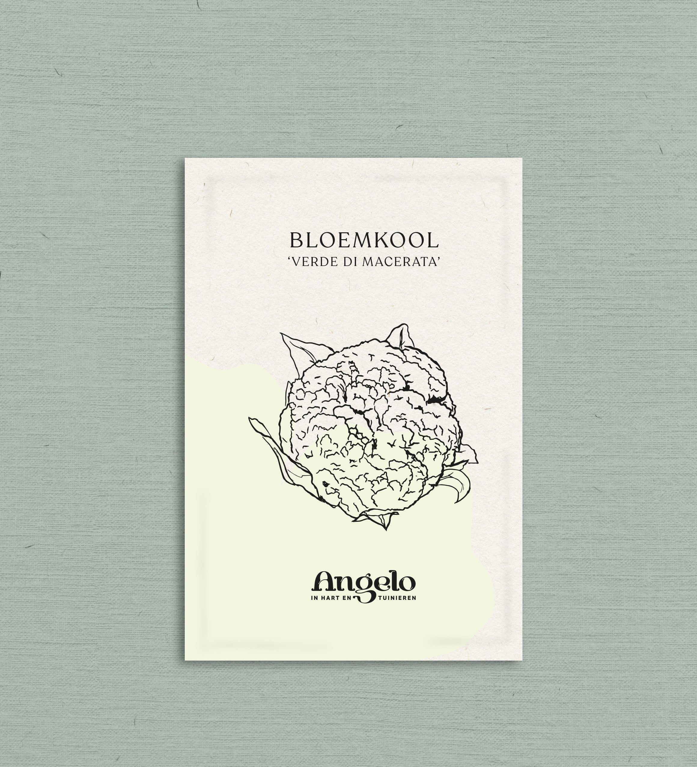 Bloemkool 'Verde di Macerata'-Angelo