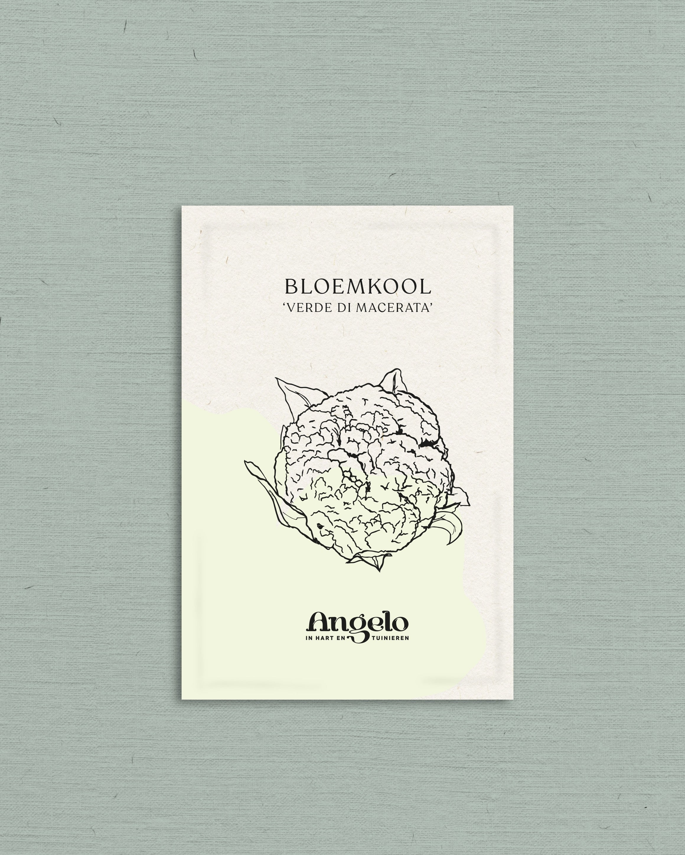 Bloemkool 'Verde di Macerata'-Angelo