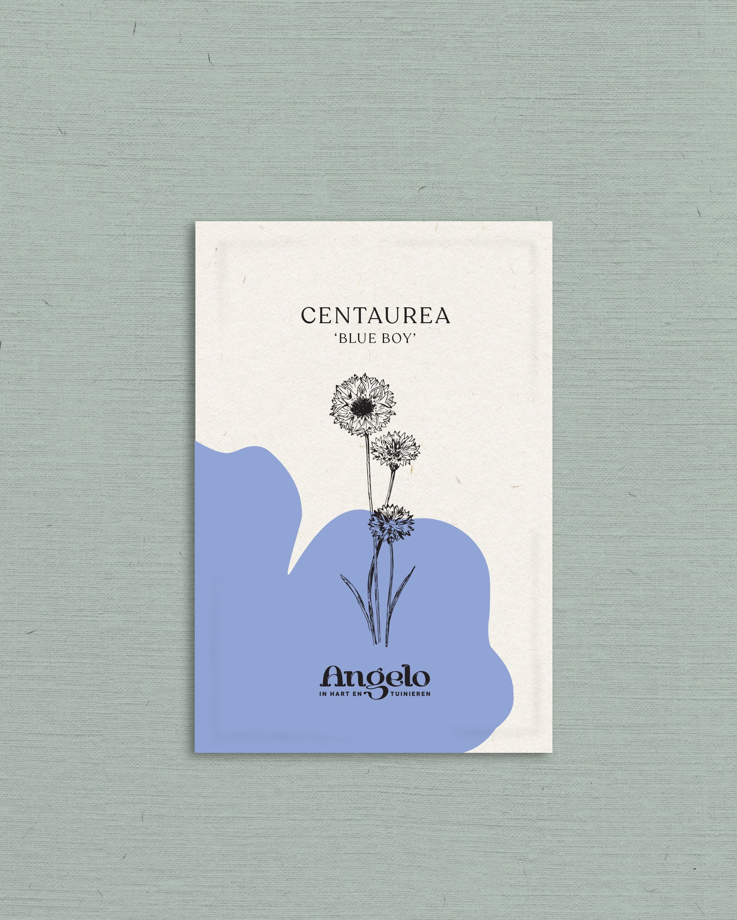 Centaurea cyanus &