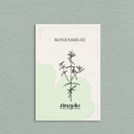 Bonenkruid-Angelo