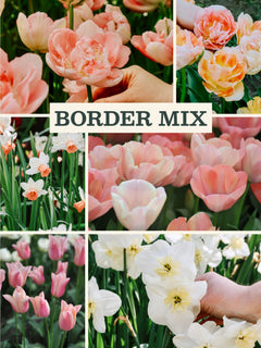 Bloembollenpakket voor borders met roze en witte tulpen en narcissen in een stijlvolle mix.