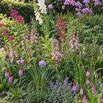 Borderpakket: Garden Party