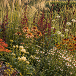 Borderpakket: Indian Summer