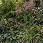 Borderpakket: Woodland