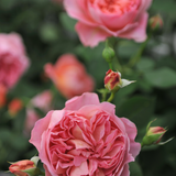 Struikroos 'Boscobel'