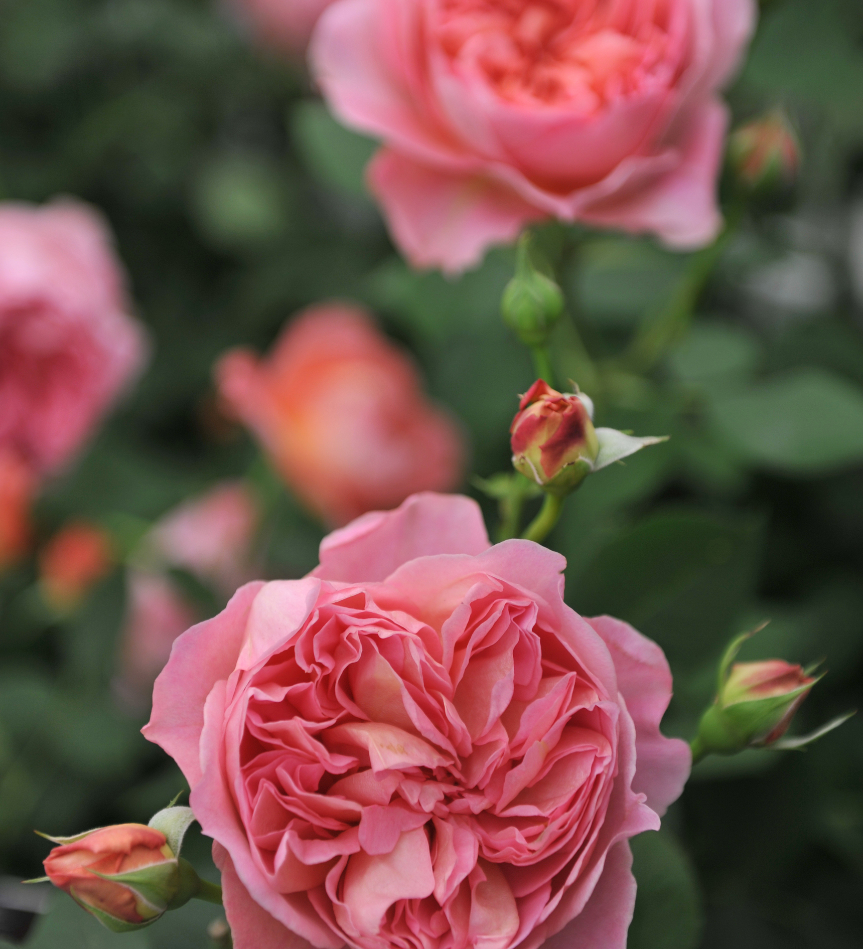 Ontdek onze rozen