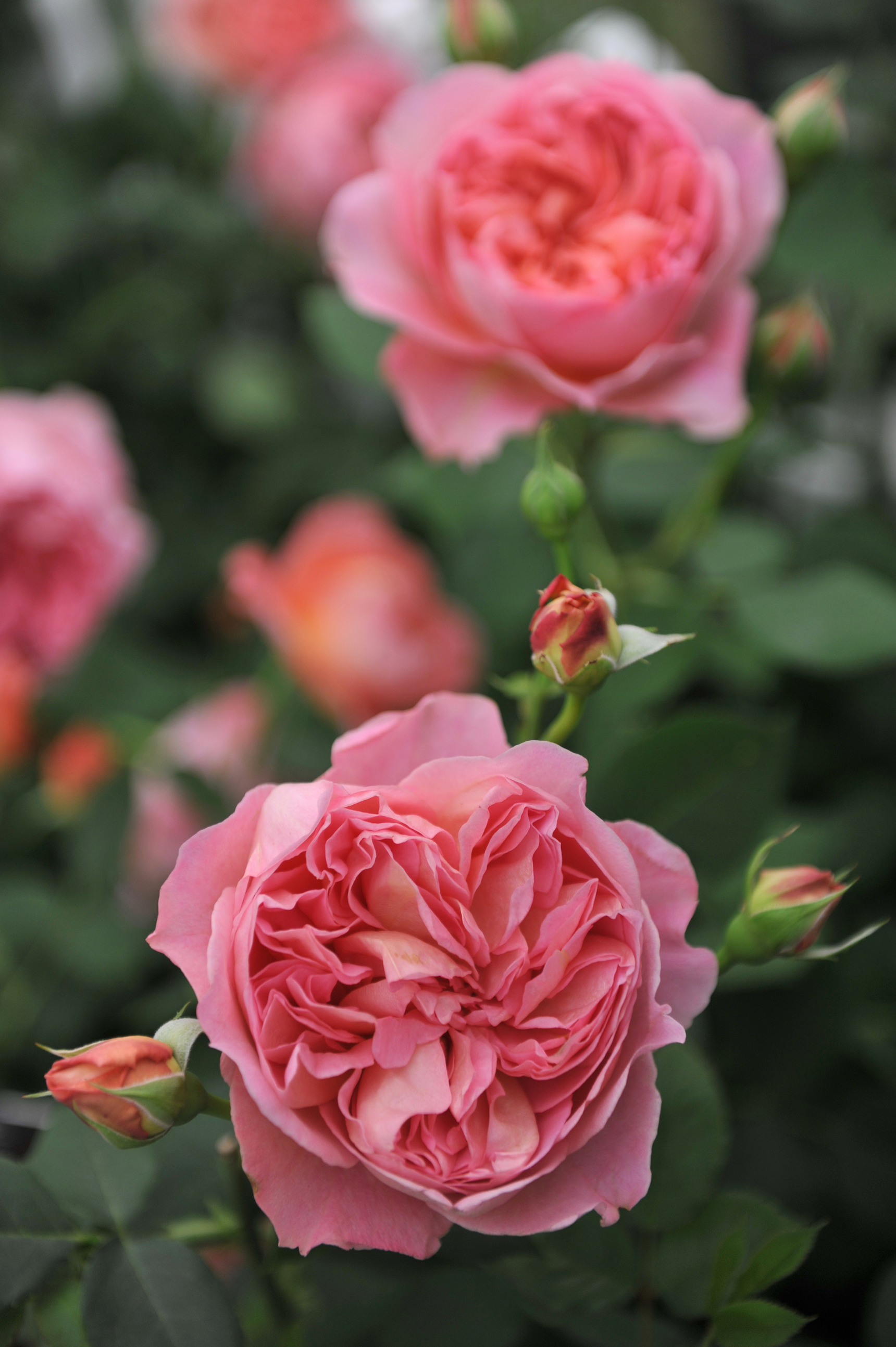 Struikroos 'Boscobel'