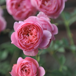 Struikroos 'Boscobel'