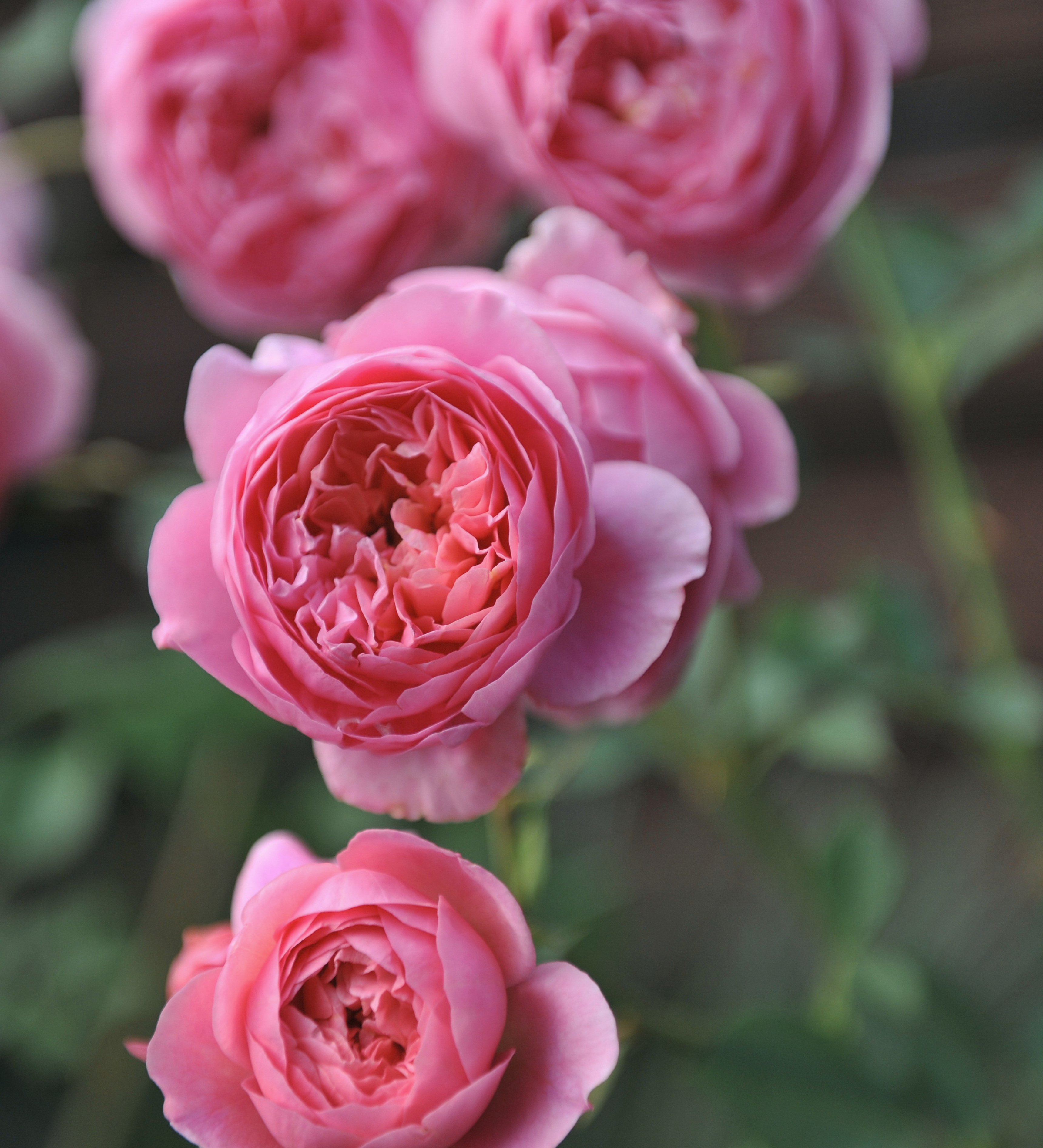 Ontdek onze rozen