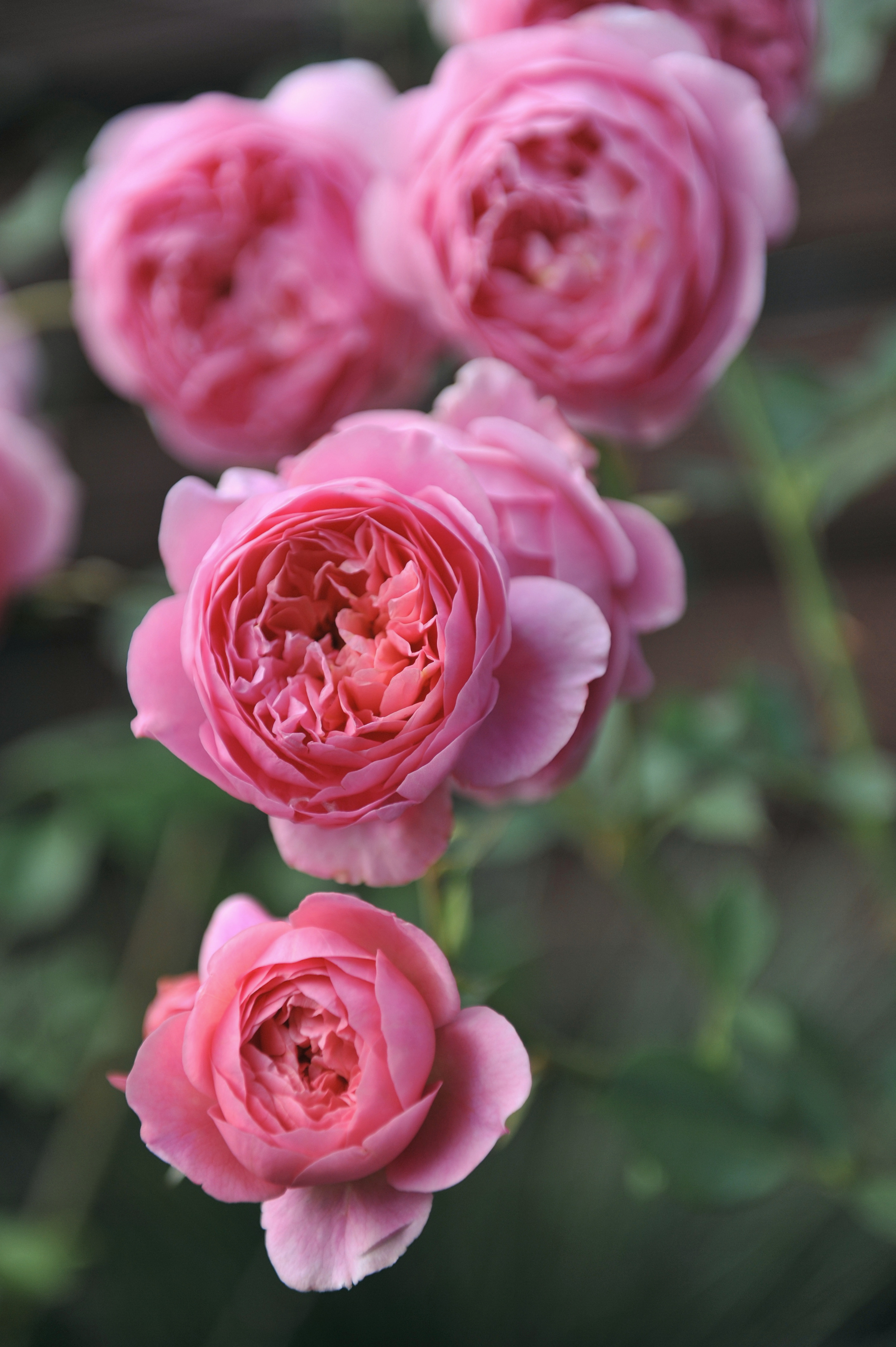 Struikroos 'Boscobel'