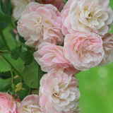Struikroos 'Bouquet Parfait'