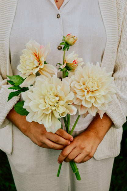 Dahlia Break Out