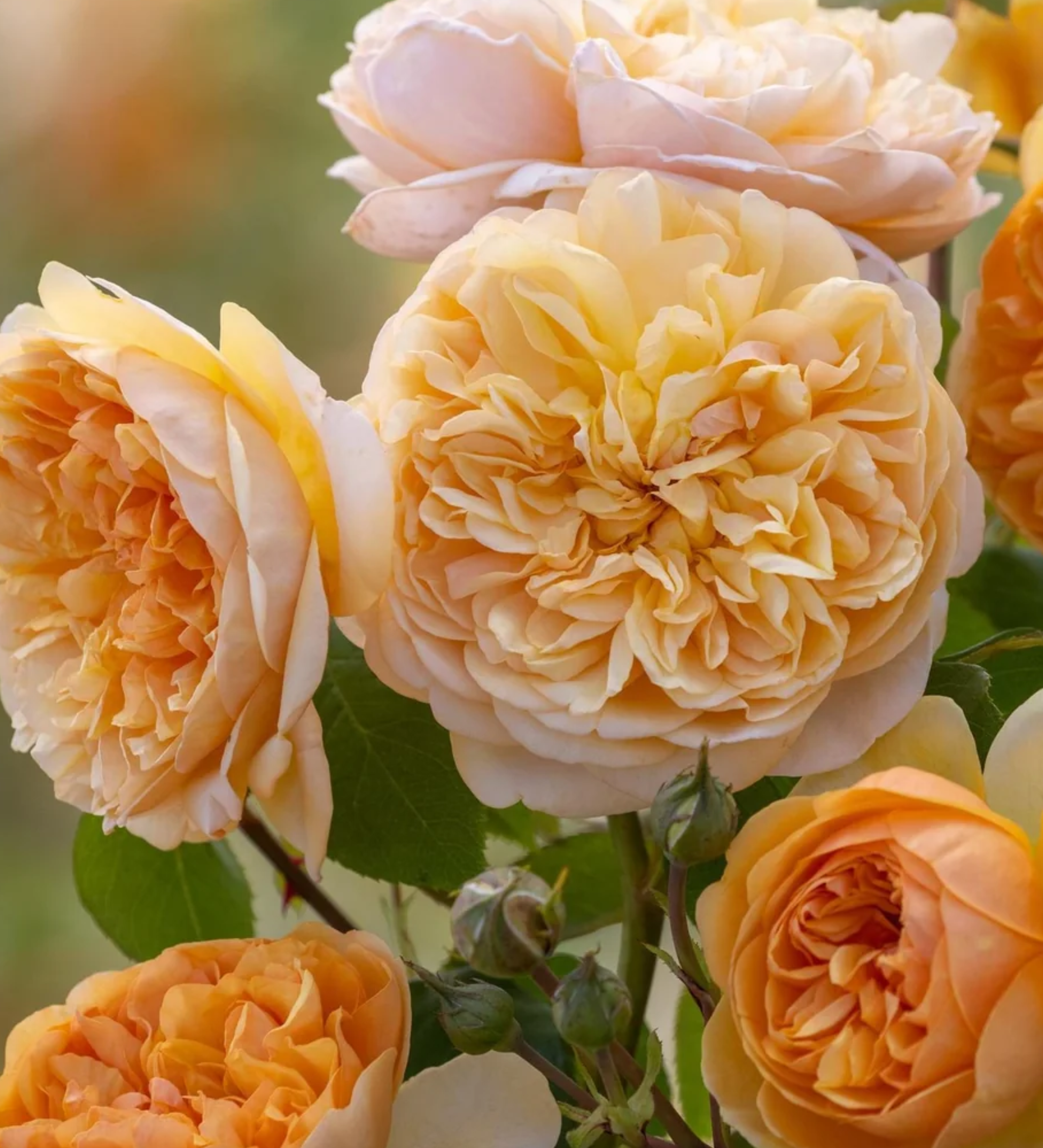 Ontdek onze rozen
