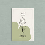 Briza maxima-Angelo