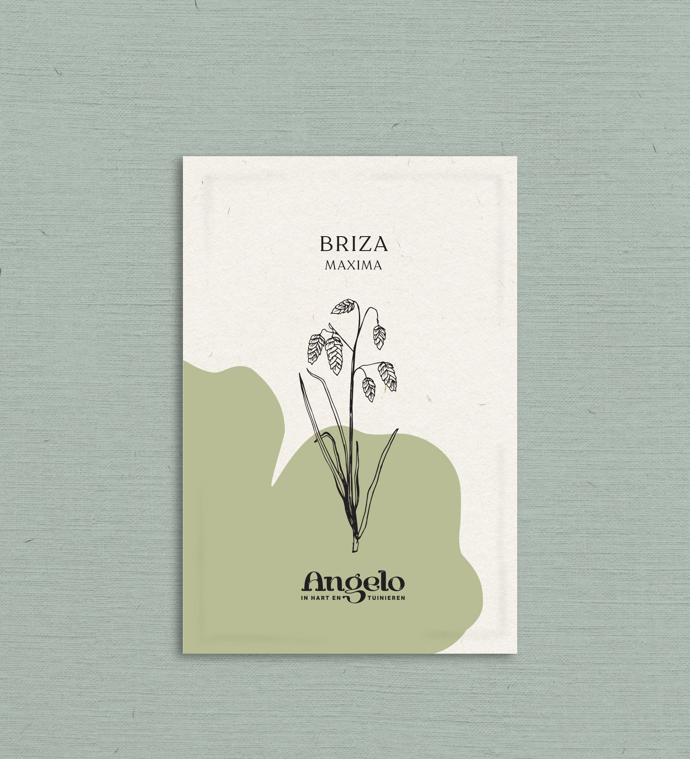 Briza maxima-Angelo