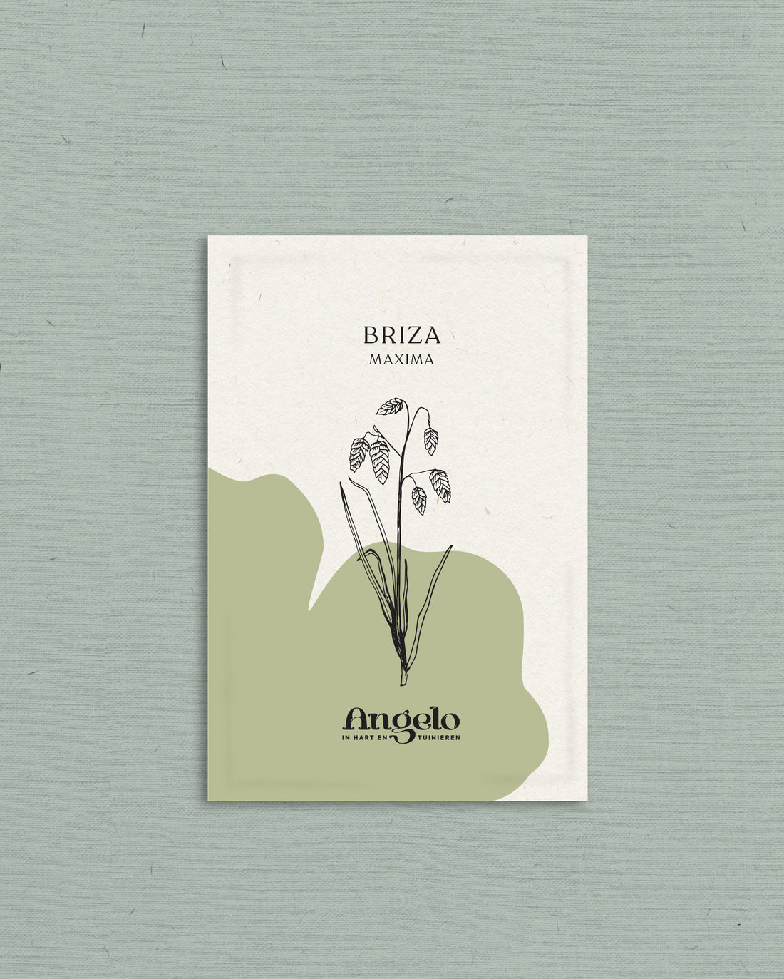 Briza maxima-Angelo