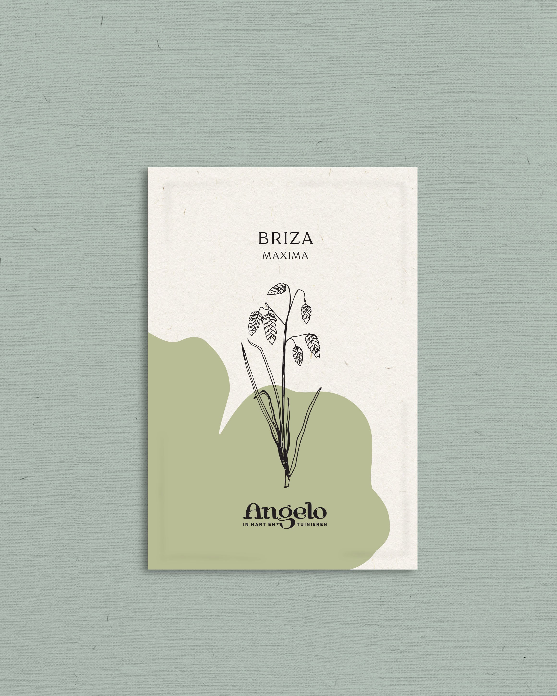 Briza maxima-Angelo