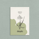 Briza minima-Angelo