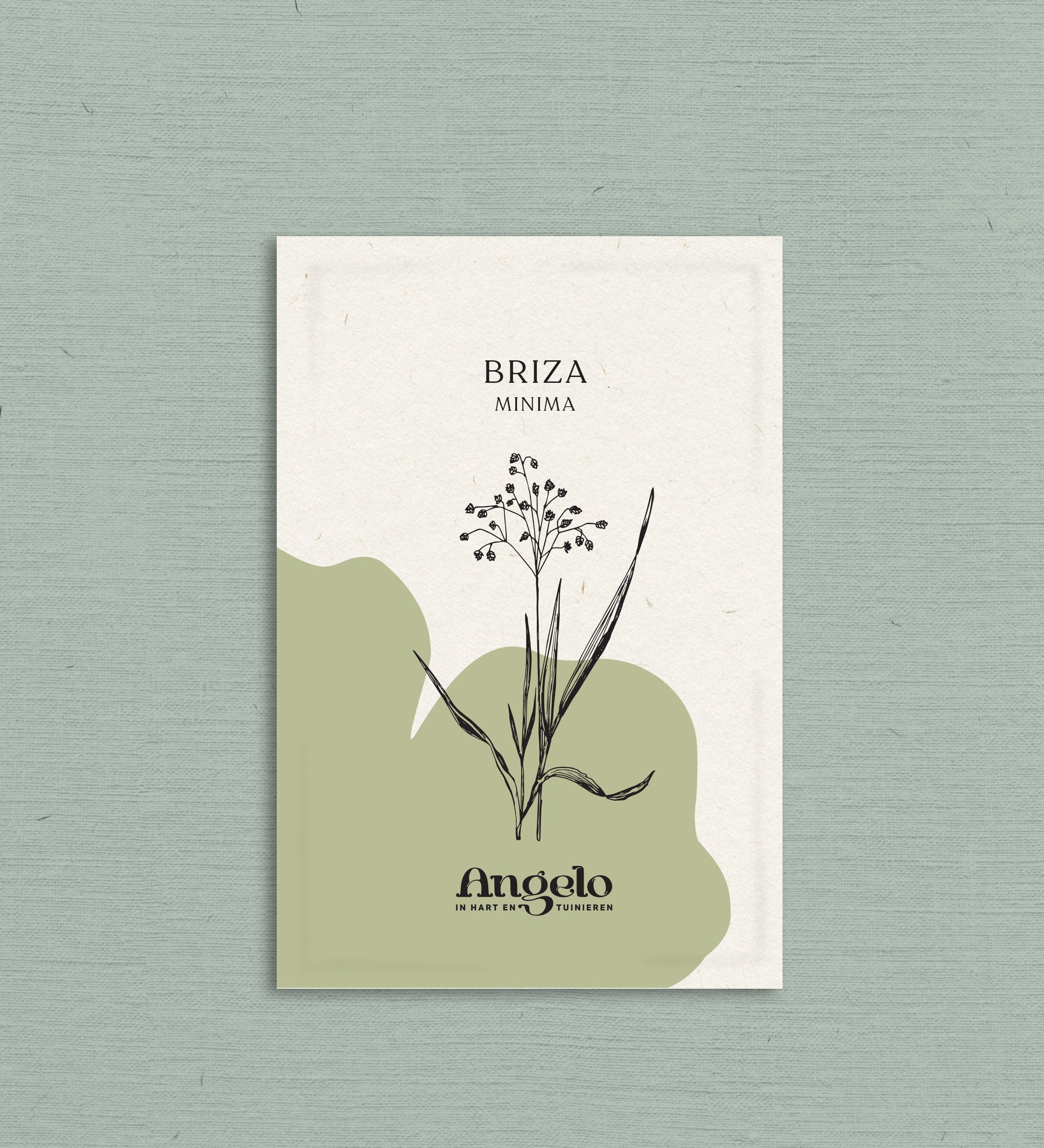 Briza minima-Angelo