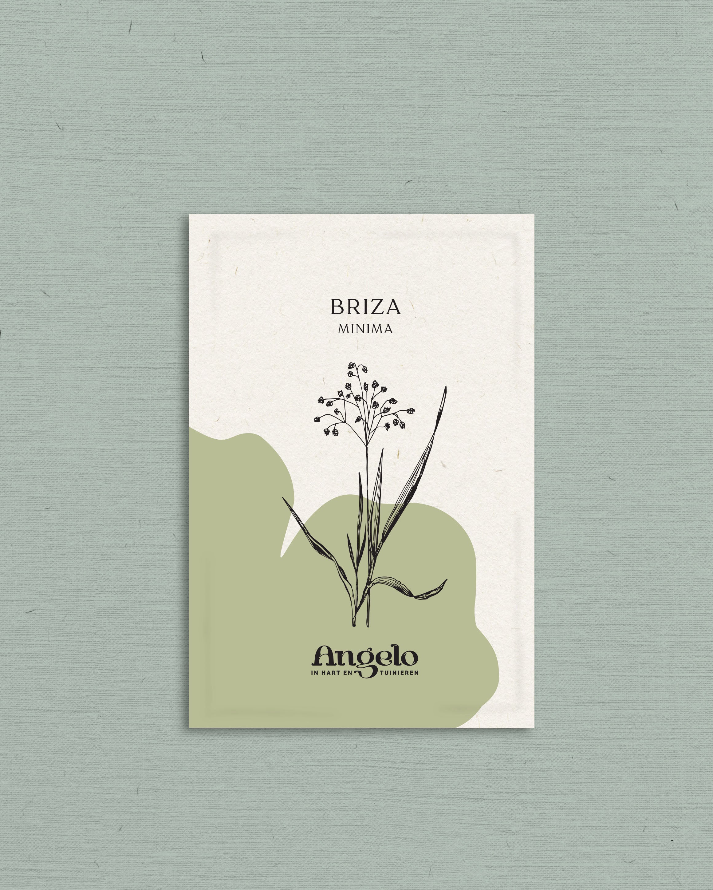 Briza minima-Angelo