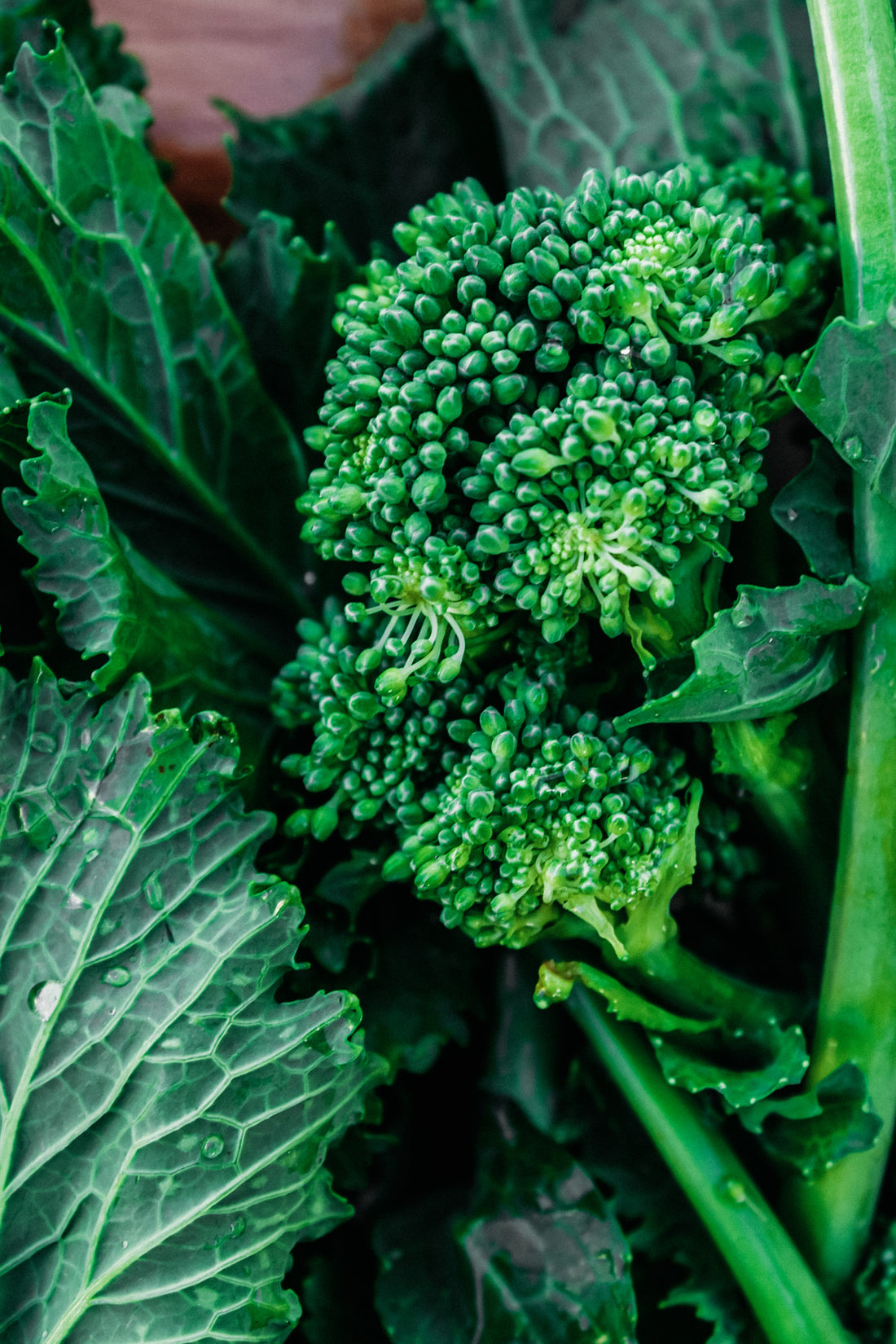Broccoletto &