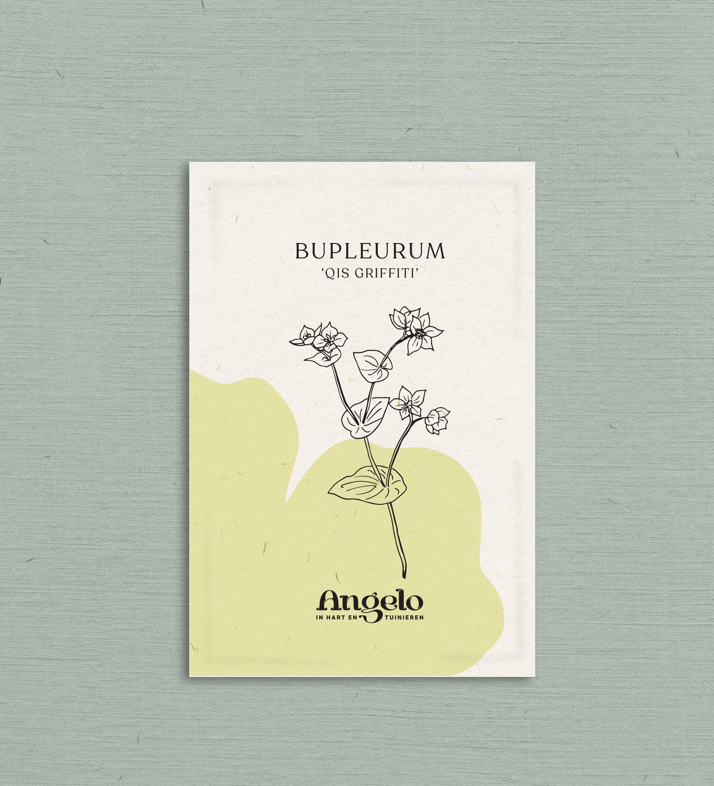 Bupleurum rotundifolium 'qis Griffiti'-Angelo