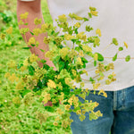 Bupleurum rotundifolium 'qis Griffiti'-Angelo
