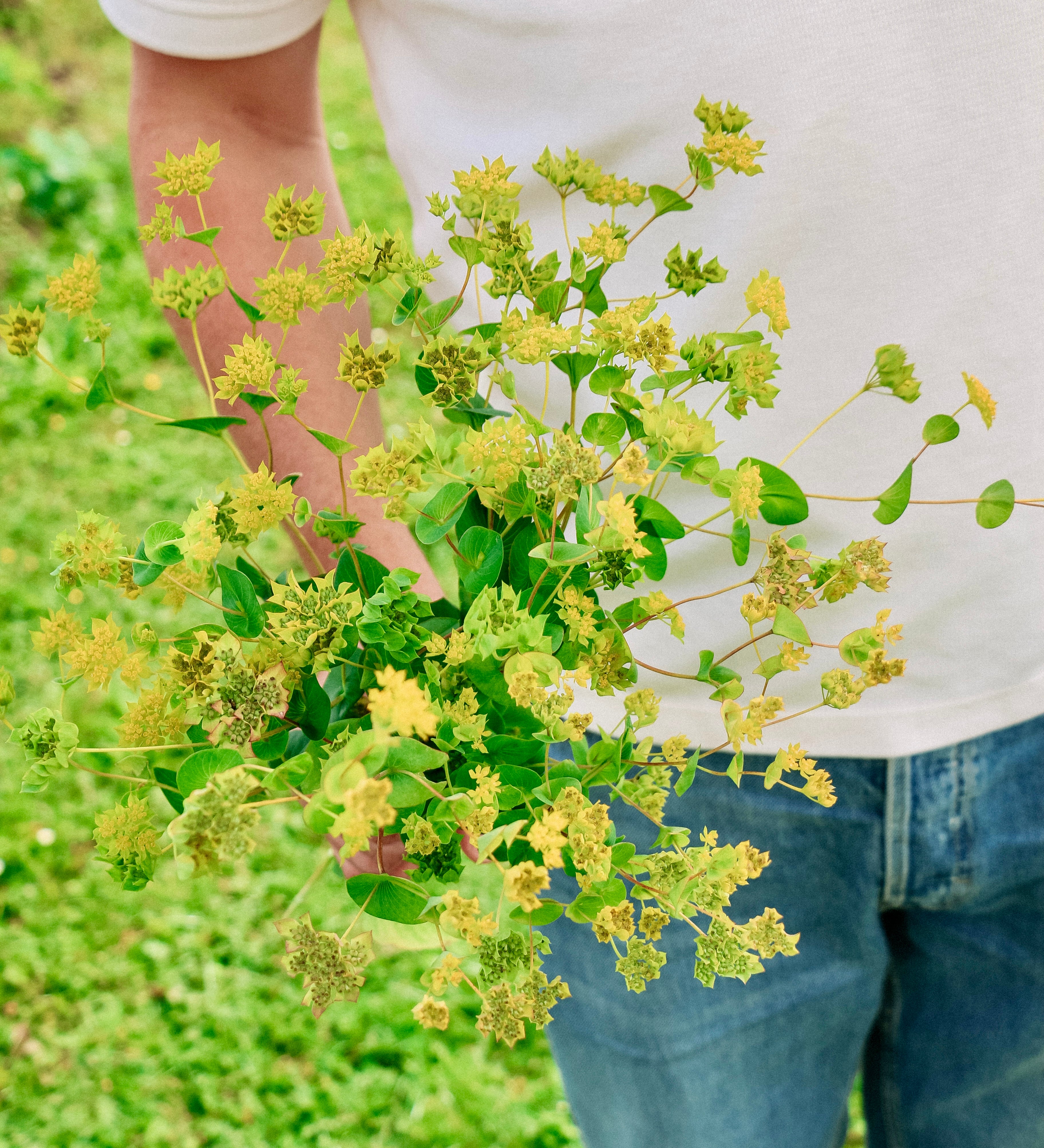 Bupleurum rotundifolium 'qis Griffiti'-Angelo