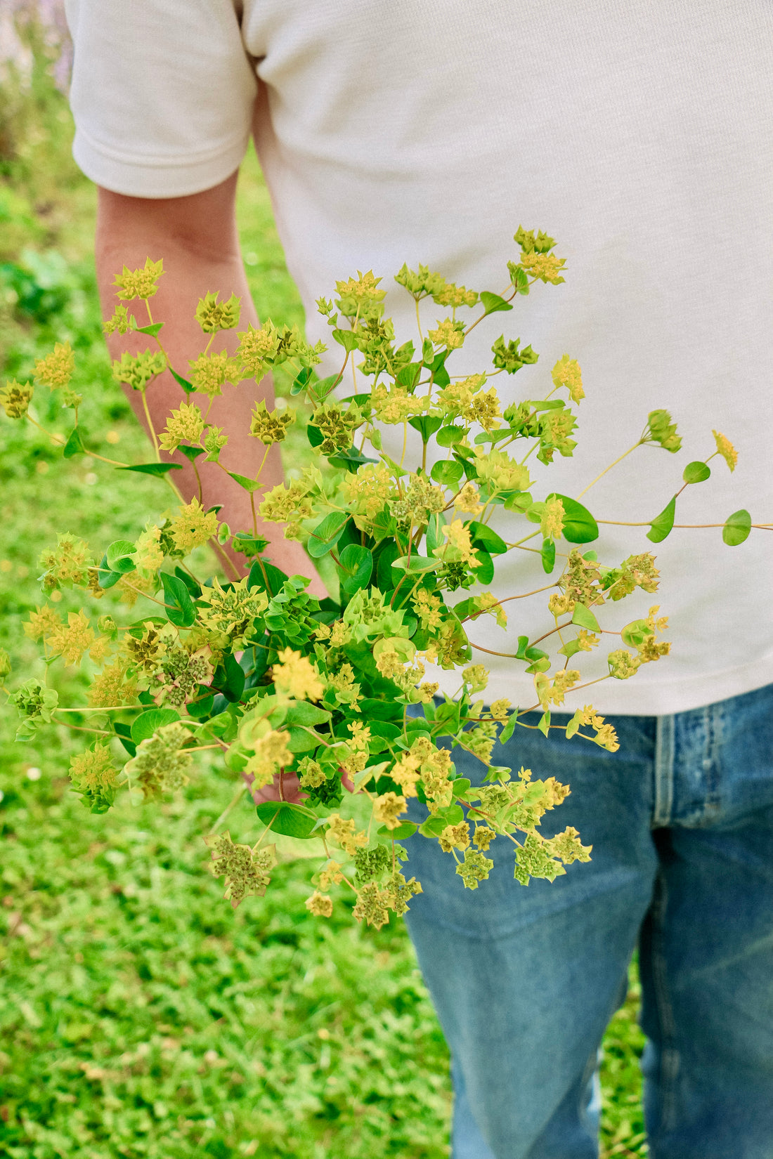 Bupleurum rotundifolium &