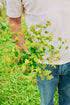 Bupleurum rotundifolium &