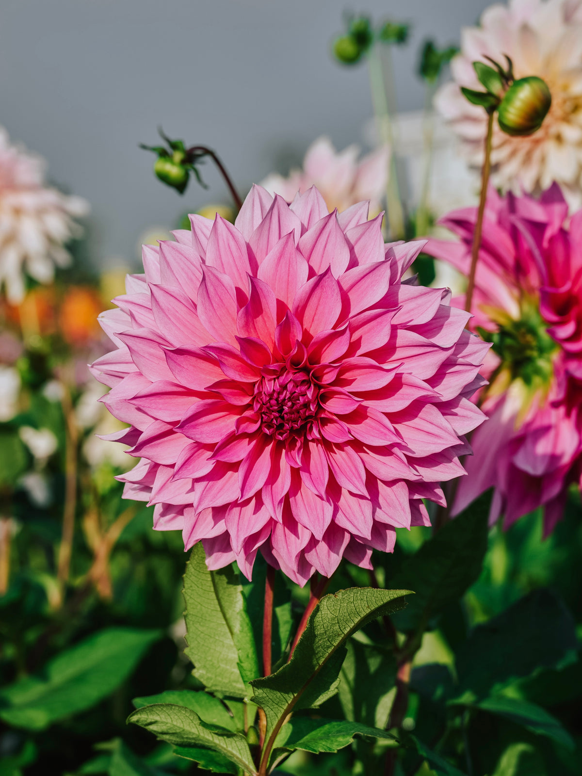 1 + 1 gratis op de laatste dahlia's! – Angelo