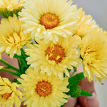 Calendula officinalis 'Double Lemon'-Angelo