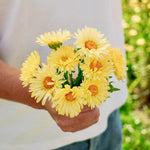 Calendula officinalis 'Double Lemon'-Angelo