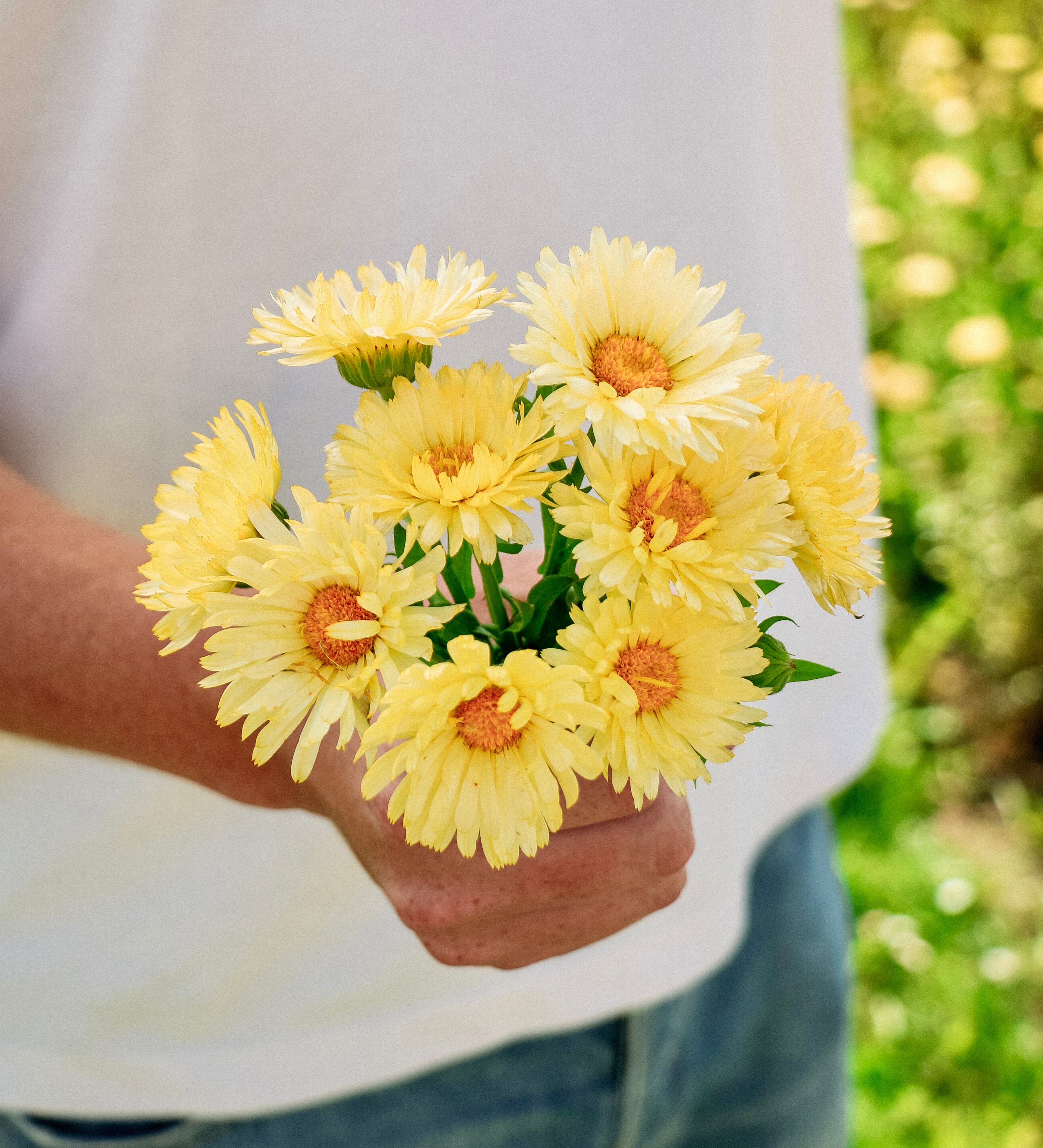 Calendula officinalis 'Double Lemon'-Angelo