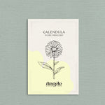 Calendula officinalis 'ivory princess'-Angelo