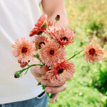 Calendula officinalis 'orange flash’-Angelo