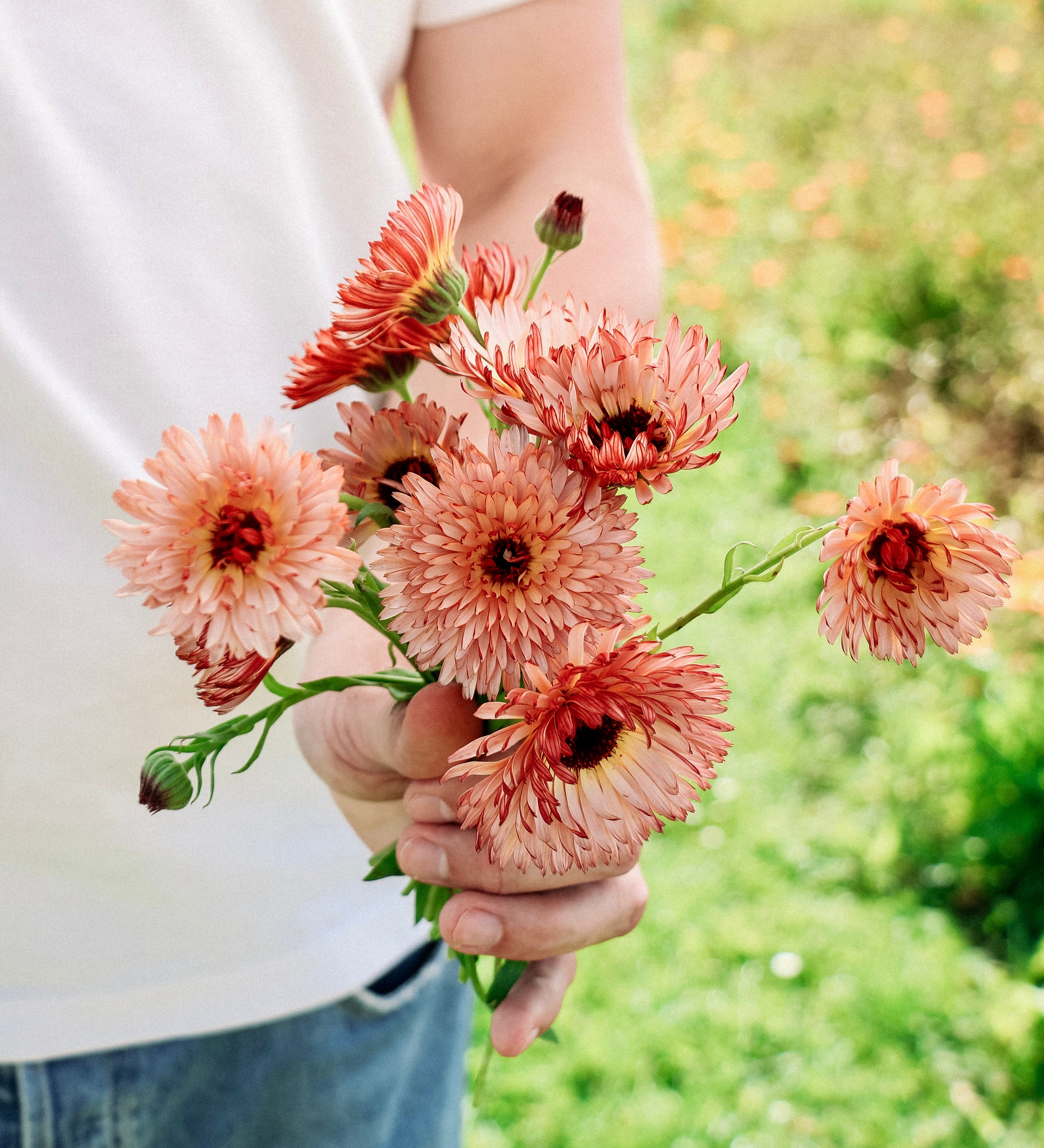 Calendula officinalis 'orange flash’-Angelo