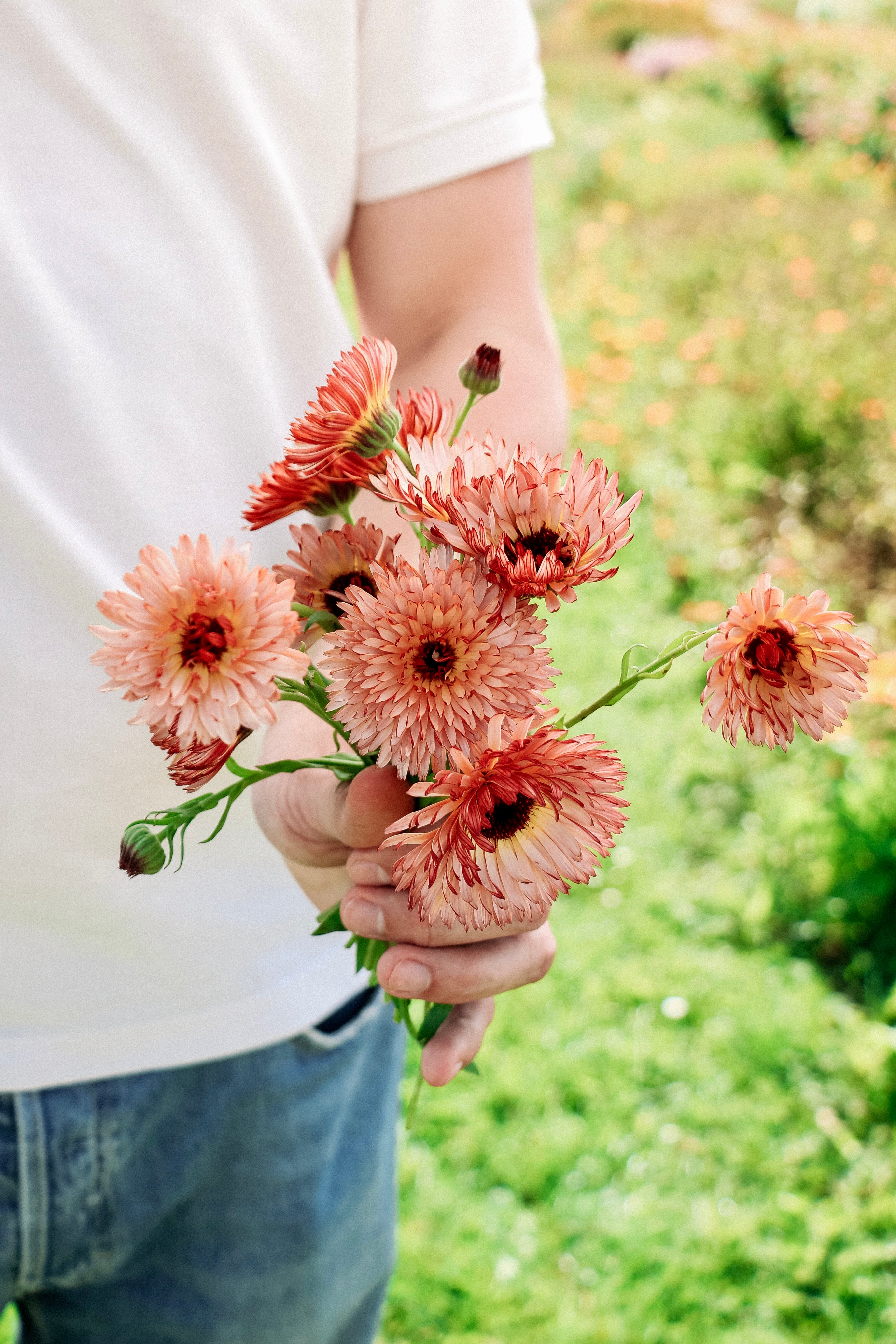 Calendula officinalis 'orange flash’-Angelo