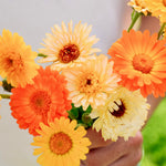 Calendula officinalis 'Playtime Mix'-Angelo