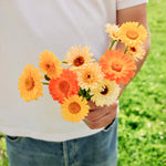 Calendula officinalis 'Playtime Mix'-Angelo