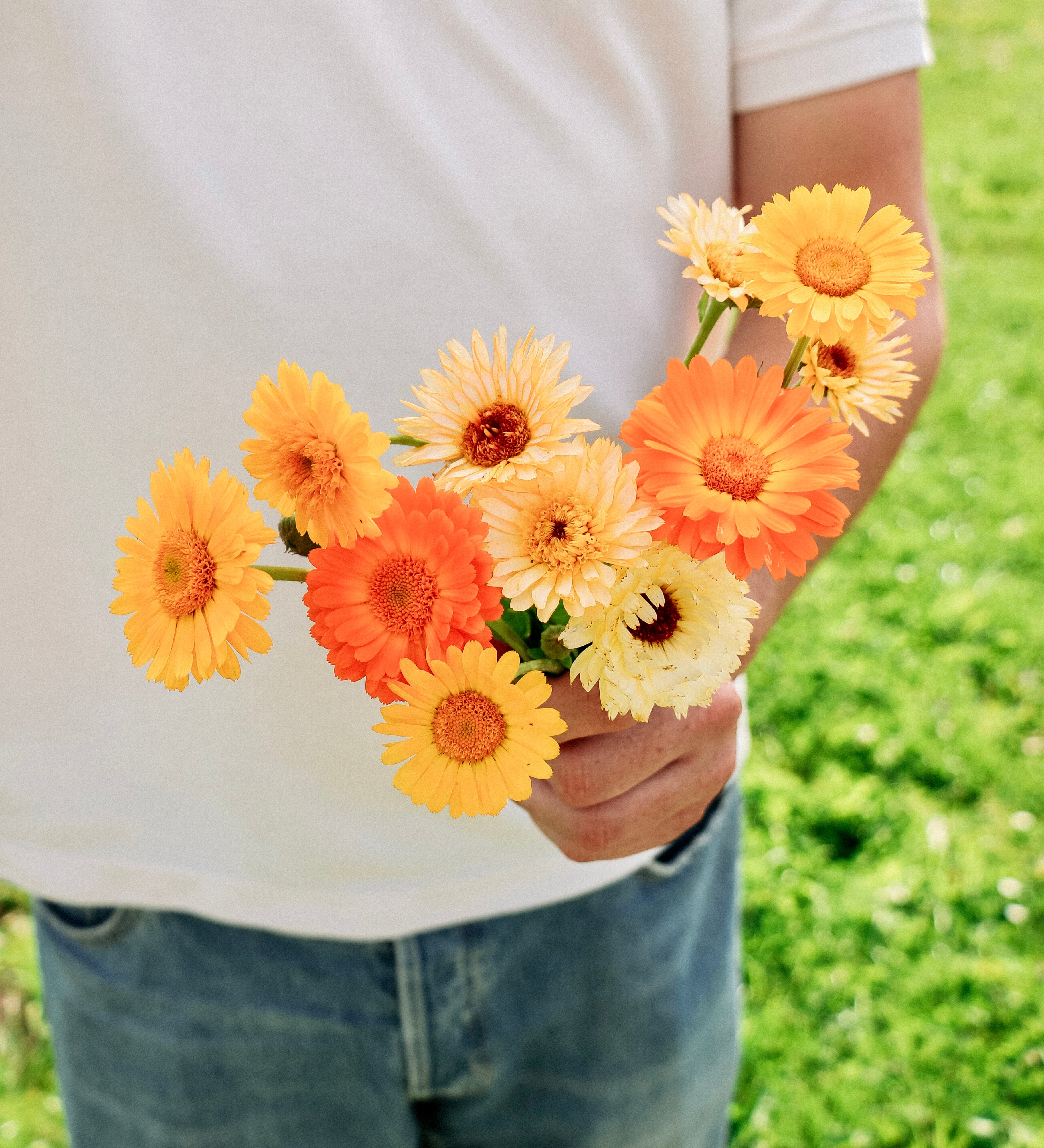 Calendula officinalis 'Playtime Mix'-Angelo