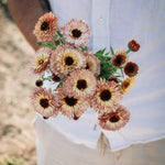 Calendula officinalis 'pygmy buff'-Angelo