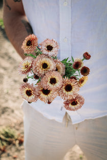Calendula officinalis 'pygmy buff'-Angelo