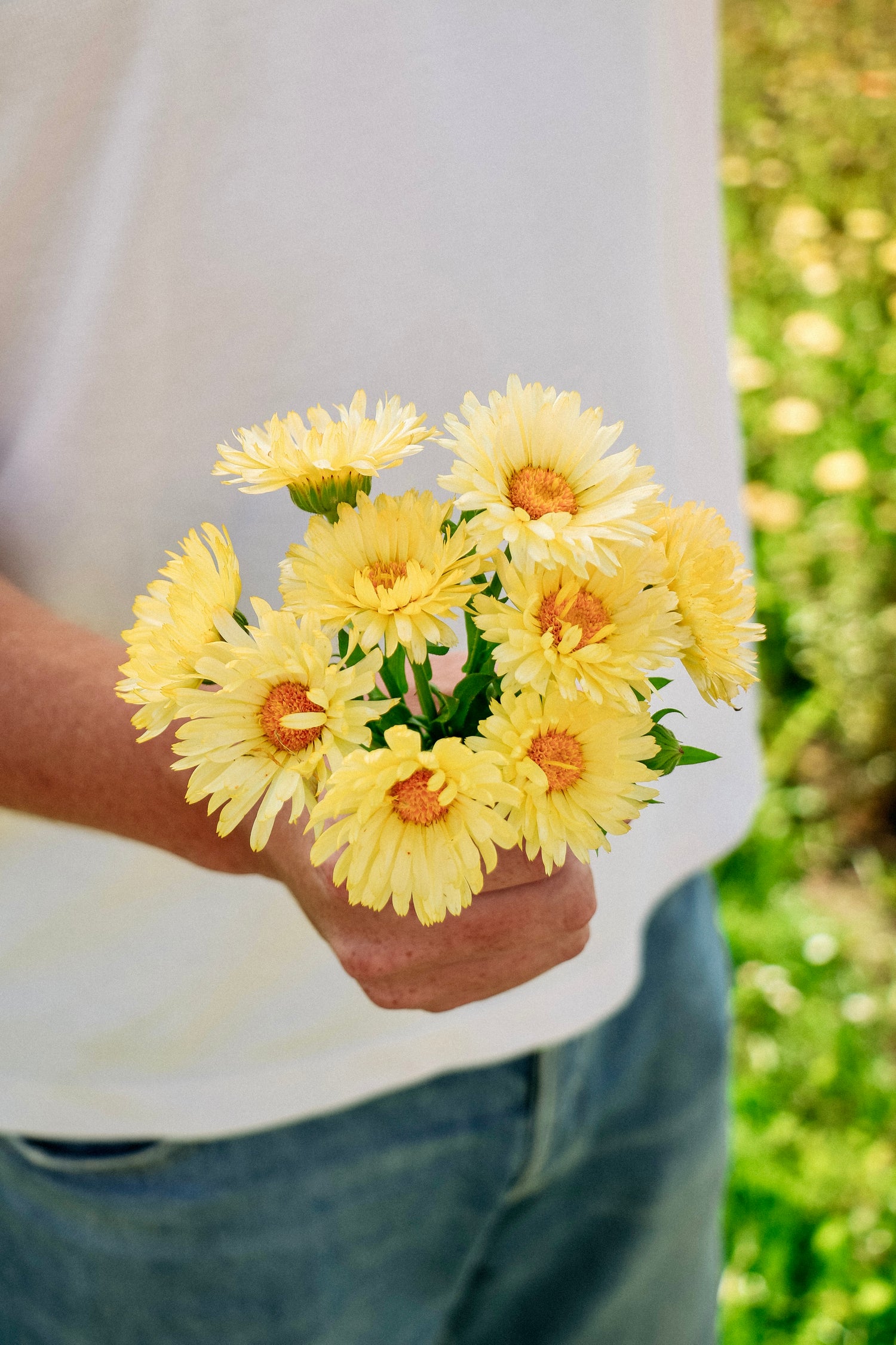 Calendula officinalis &