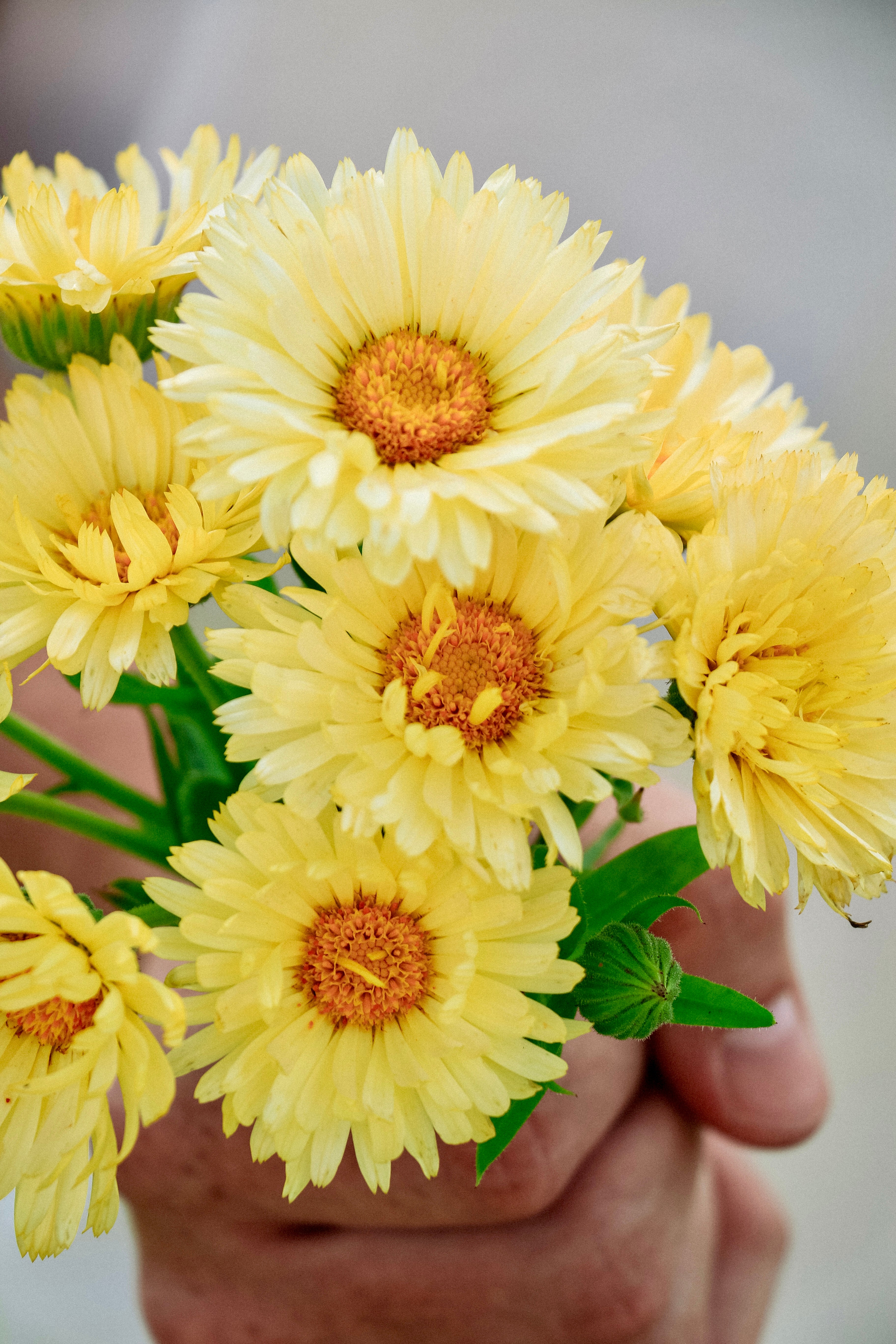 Calendula officinalis &