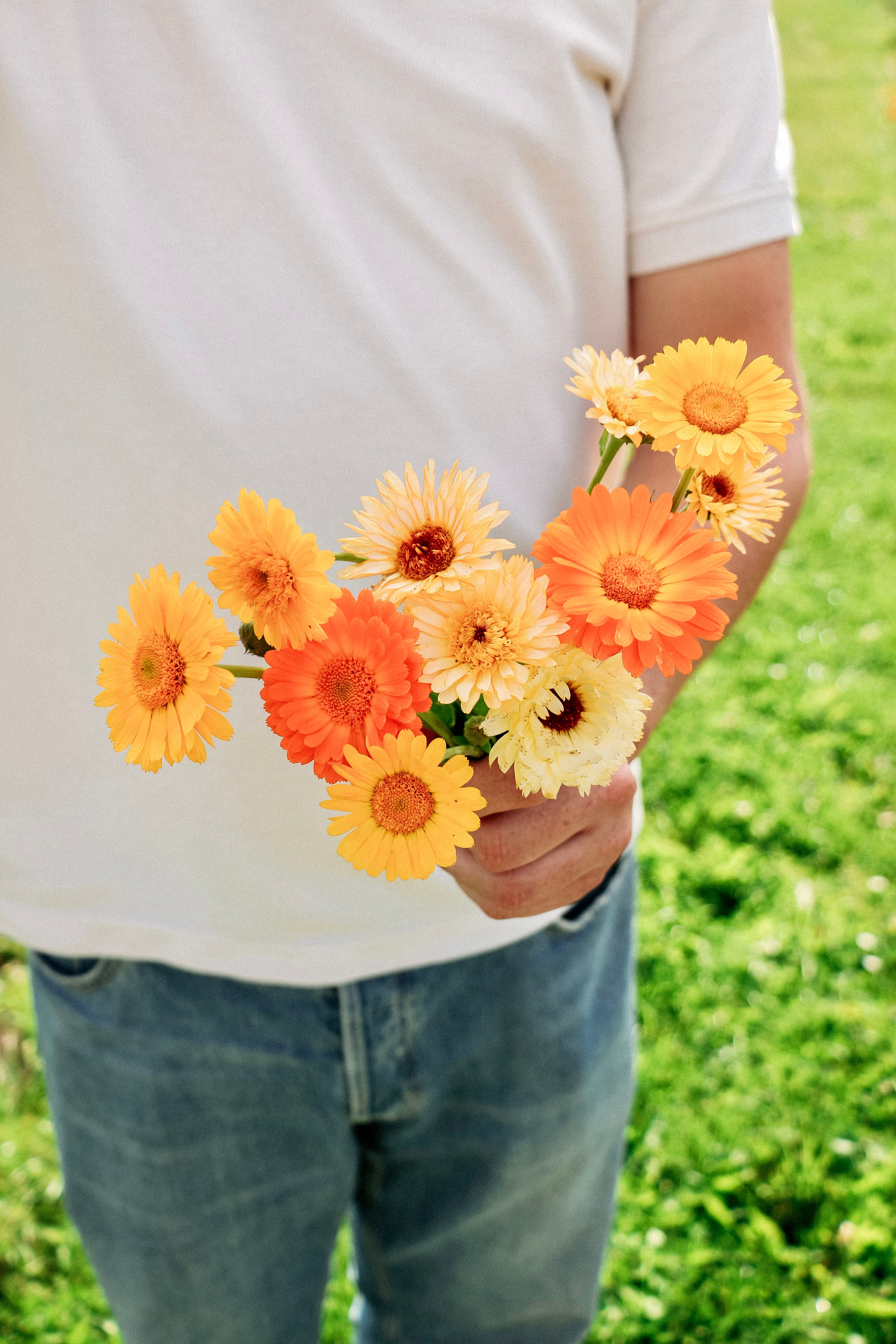 Calendula officinalis &