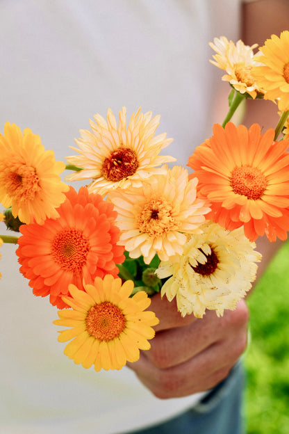 Calendula officinalis &