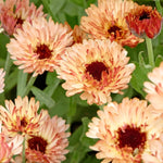 Calendula officinalis 'sunset buff'-Angelo