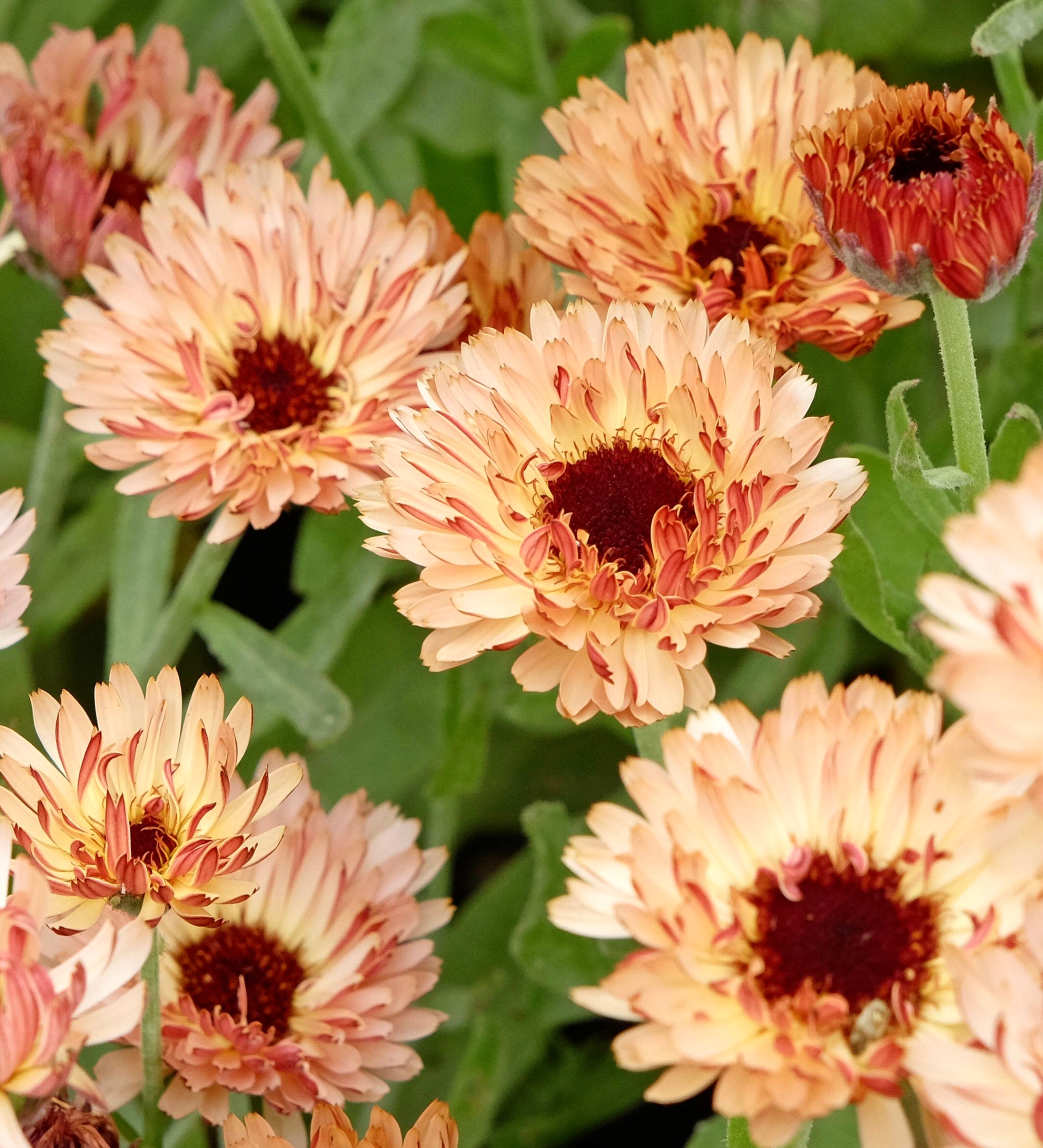 Calendula officinalis 'sunset buff'-Angelo