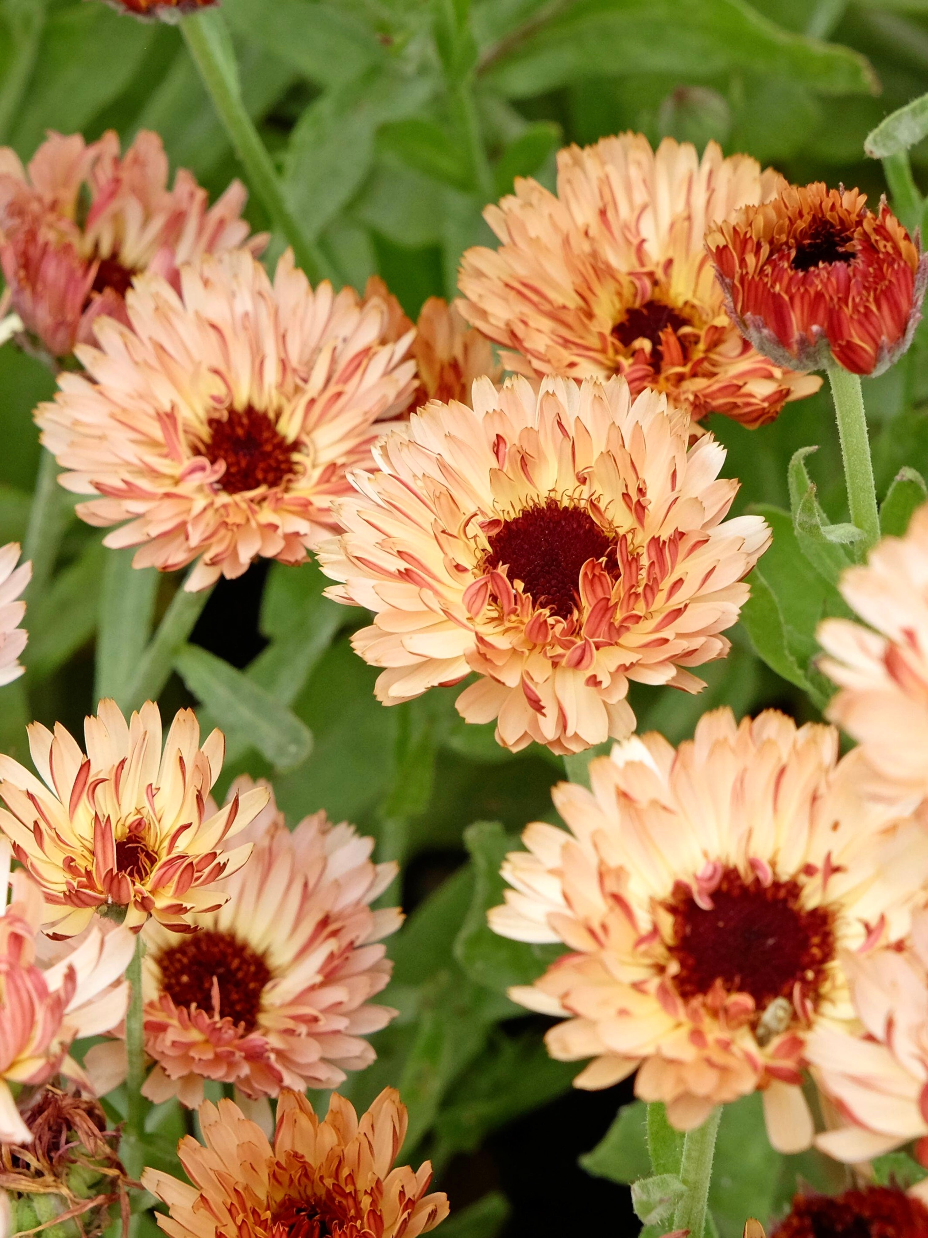 Calendula officinalis 'sunset buff'-Angelo